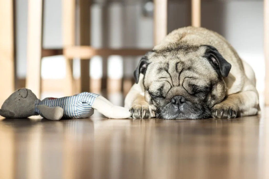 Best Pet-Friendly Flooring: Hardwood, Vinyl, Laminate Compared